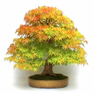 lombhullato bonsai fa vasarlas rendeles bonsai kerteszet nursery garden kert garten